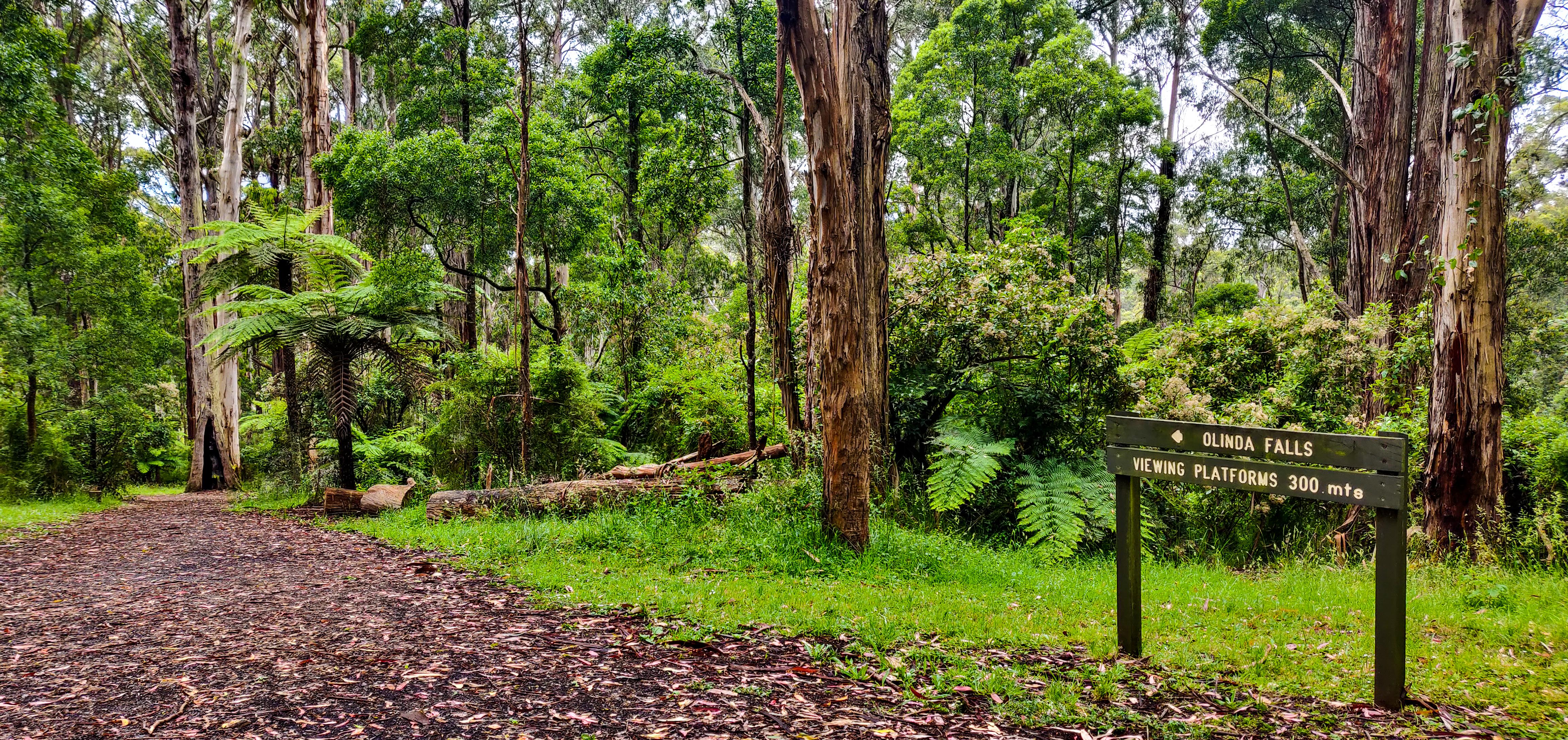 Olinda Falls Walking Track